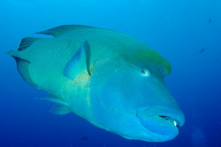 Napoleon Wrasse at Blue Corner. Taken with D70s and Tokin... by Tom Meyer 