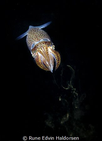 Common european squid by Rune Edvin Haldorsen 