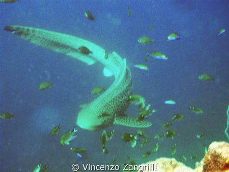 Leopard shark face to face by Vincenzo Zangrilli 