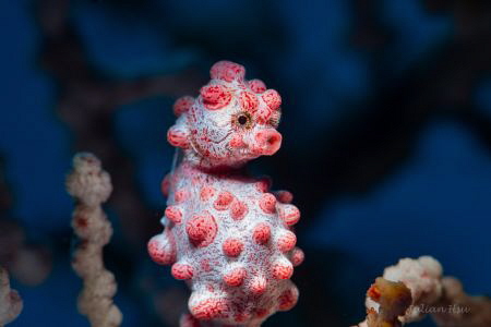 Bargibant's seahorse
Nikon D500, Nikkor 60mm, Nauticam h... by Julian Hsu 