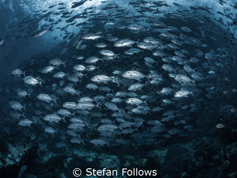 Hit and Run

Big Eye Travely - Caranx sexfasciatus

S... by Stefan Follows 