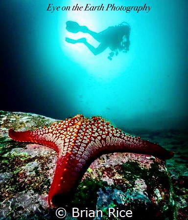 Taken in Galapagos with a Olympus OM-D-EM1 in a Nauticam ... by Brian Rice 