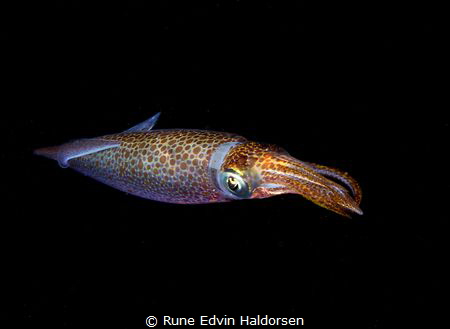 An European Common Squid by Rune Edvin Haldorsen 