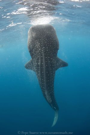Tiburón ballena en botella 
Whale shark in bottle position by Pepe Suarez 