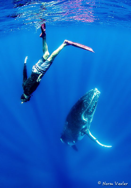 Having fun with a Humpback Whale by Norm Vexler 