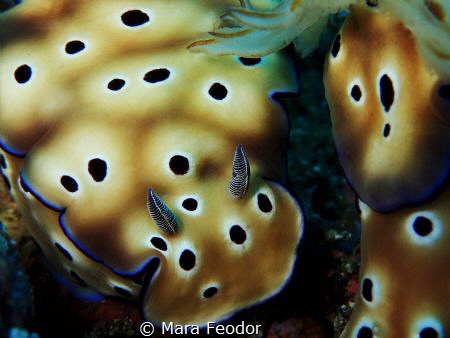 Hypselodoris so close that it can smell me with its prett... by Mara Feodor 