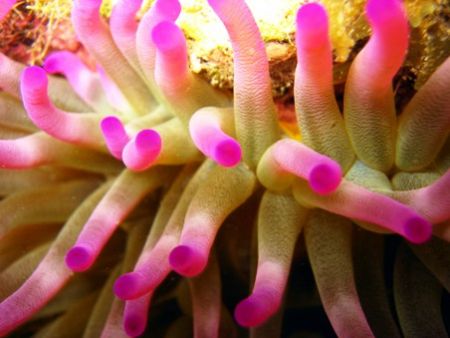 Pink tipped anemone seen whle snorkeling at Isla Mujderes... by Bonnie Conley 