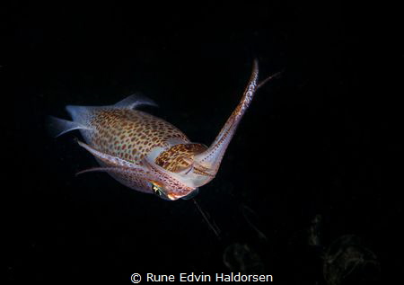 A squid with some tracks of ink by Rune Edvin Haldorsen 