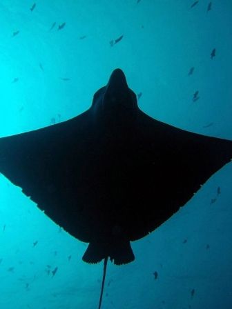an eagle ray at Blue Corner; she showed up at the end of ... by Edmond Gozo 