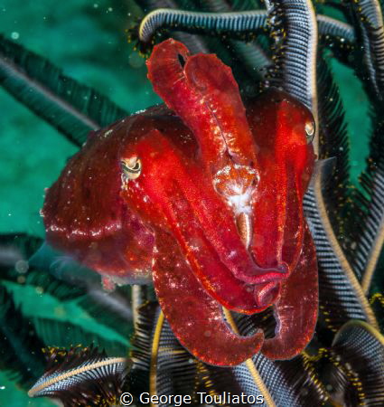 Tiny Cuttlefish!!! by George Touliatos 