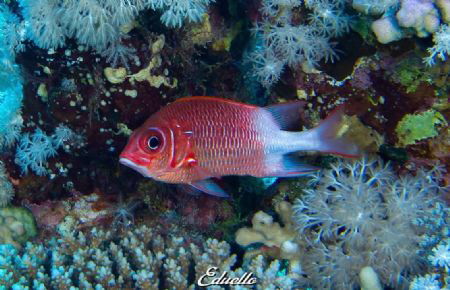 Just a single fish... Coral view by Eduard Bello 
