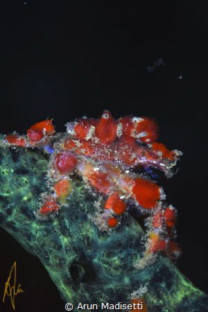 Cryptic teardrop crab on rope sponge by Arun Madisetti 