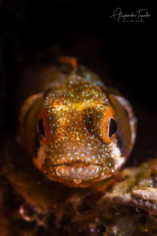 Blenny with black Sky, La Paz Mexico by Alejandro Topete 