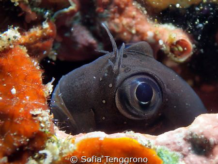 Peek a boo Ecsenius namiyei by Sofia Tenggrono 