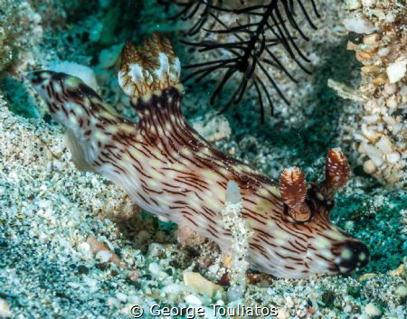 Sand dweller!!! by George Touliatos 