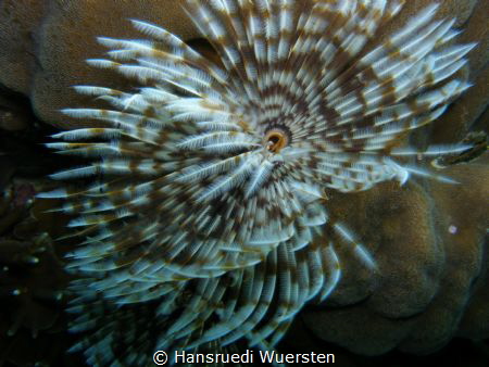 Tubeworm by Hansruedi Wuersten 