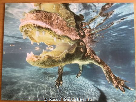 This alligator had a pretty good attitude about being pho... by Russell Satterthwaite 