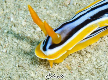 Pyjama nudibranch, always beautiful by Eduard Bello 