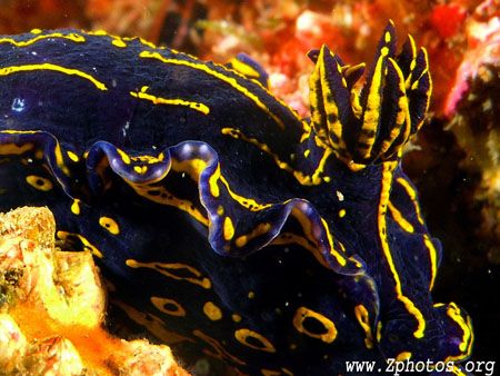 This is the Florida Regal Sea Goddess nudibranch pic I tr... by Zaid Fadul 