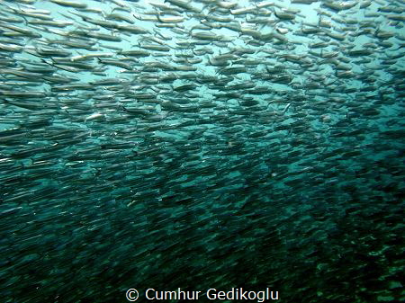 Atherina hepsetus
 by Cumhur Gedikoglu 