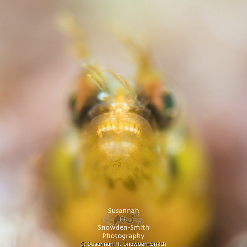"Sigourney's Alien" - A golden roughhead blenny's mighty,... by Susannah H. Snowden-Smith 