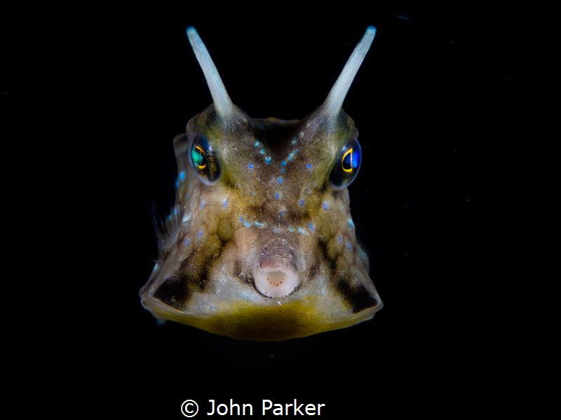 My Trunky.... by John Parker 