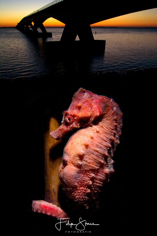 A short-snouted seahorse (Hippocampus hippocampus)under t... by Filip Staes 