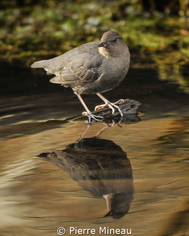The original hard hat divers. Dippers walk on stream bott... by Pierre Mineau 