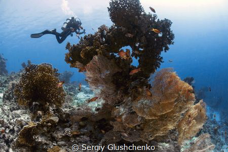 Coral Kingdom. by Sergiy Glushchenko 