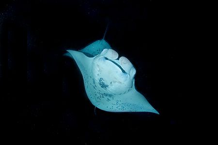 Manta @ night by Andy Lerner 