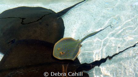 The Rays Sea World Queensland by Debra Cahill 
