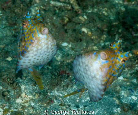 Horned Buddies!!! by George Touliatos 