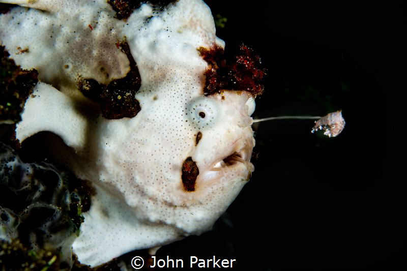 Fishing Froggy by John Parker 