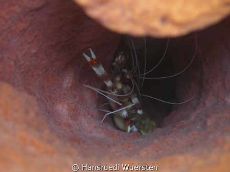 Banded cleaner shrimp in giant barrel sponge by Hansruedi Wuersten 