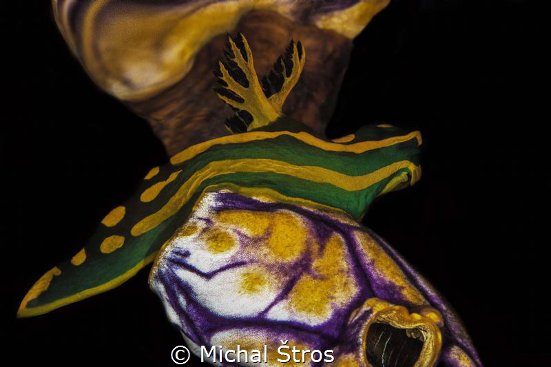 Still life: Nudibranch Tambja gabrielae on tunicate by Michal Štros 