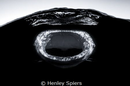Daddy Shark by Henley Spiers 