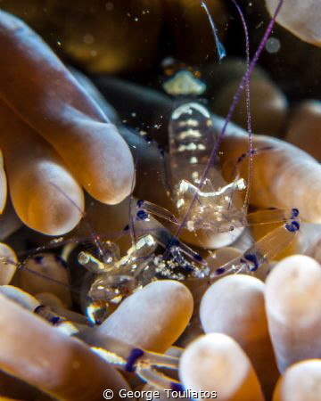 Glass Buddies!!! by George Touliatos 