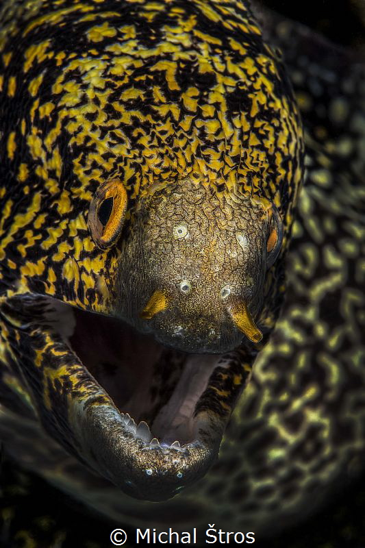Snowflake moray eel by Michal Štros 