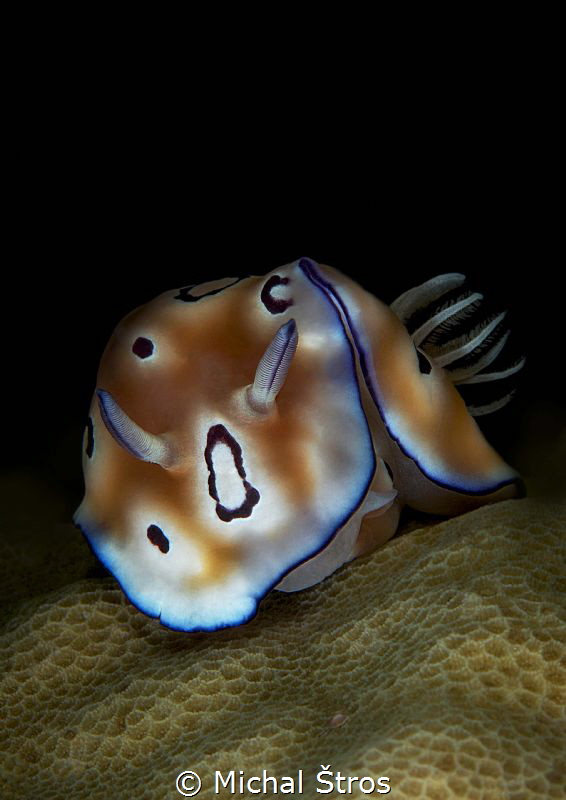 Nudibranch Chromodoris sp. on a hard coral by Michal Štros 