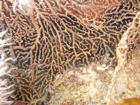 Seaspyders or are thats crabs by Hansruedi Wuersten 