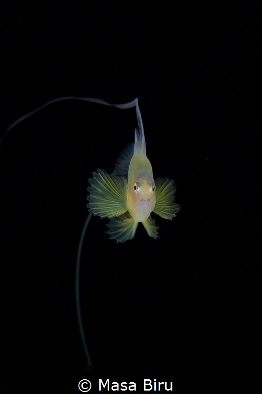 yellow by Masa Biru 