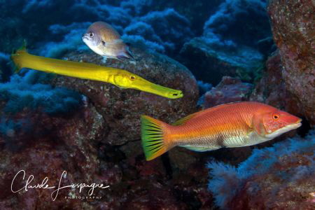 Trio by Claude Lespagne 