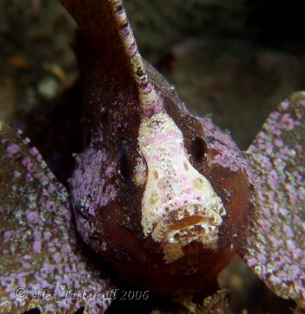 A cockatoo waspfish in Taiwan.. never seen one of these g... by Alex Tattersall 