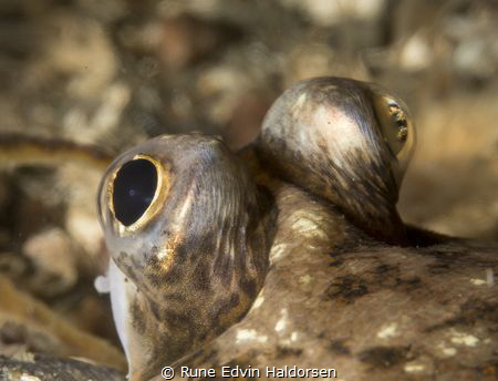 Trough my eyes by Rune Edvin Haldorsen 