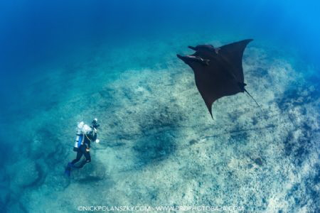Giant Pacific Manta Ray at La Reina, La Paz, Baja Califor... by Nick Polanszky 