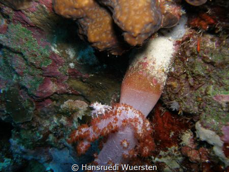 Candy crab by Hansruedi Wuersten 