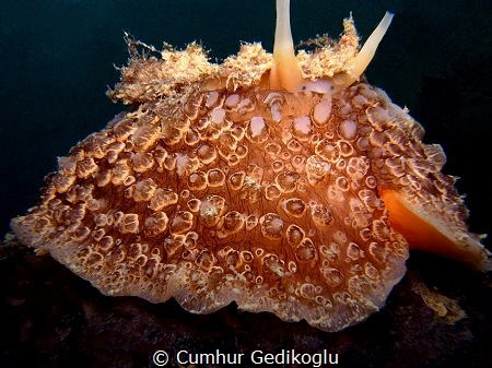 Umbraculum mediterraneum
Umbrella Snail by Cumhur Gedikoglu 