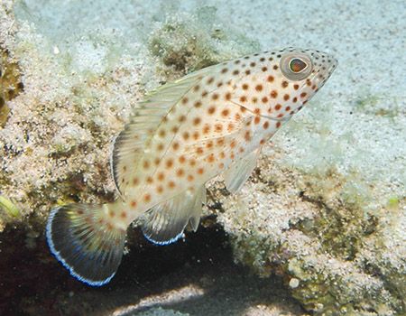 Juvenile Red Hind, a member of the Grouper family. by Jim Chambers 