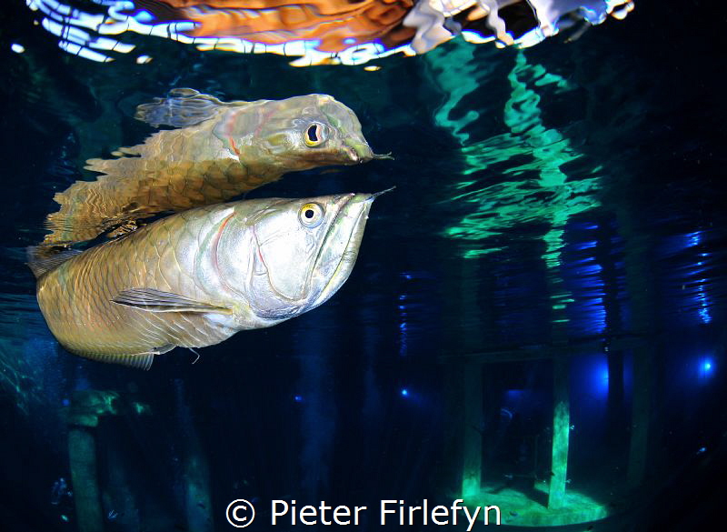 Arowana @ Todi indoor dive center by Pieter Firlefyn 