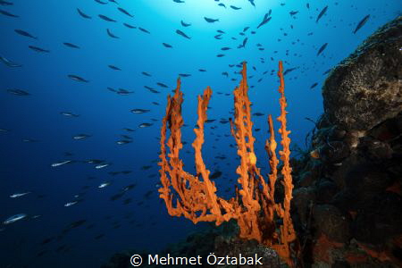 Sponge axinella and fishes Bodrum / Turkey 2018 by Mehmet Öztabak 